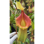 Nepenthes veitchii x ventricosa: BE-4674 - 6304