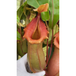 Nepenthes veitchii x ventricosa: BE-4674 - 6305