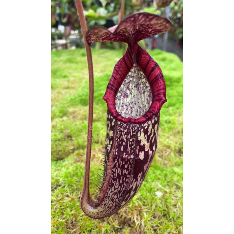 Nepenthes spectabilis x klossii – assorteds clones: BE-4648