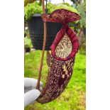 Nepenthes spectabilis x klossii – assorteds clones: BE-4648 - 6307