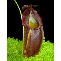 Nepenthes spathulata x gymnamphora BE-3422-Nepenthes highland