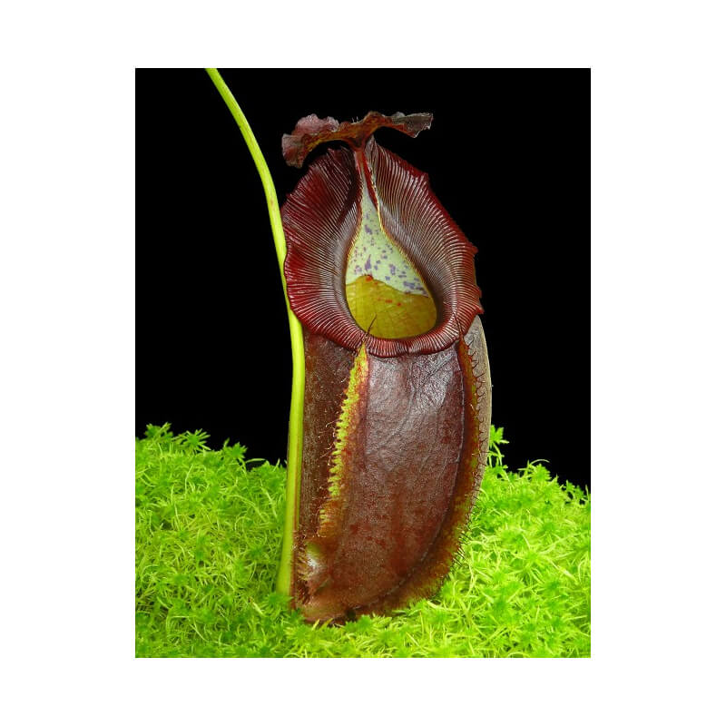 Nepenthes spathulata x gymnamphora BE-3422-Nepenthes highland