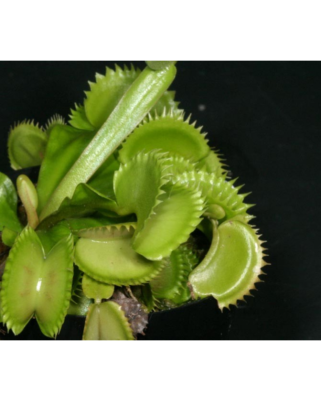 D. muscipula 'shark teeth' (plantev) D. muscipula 'shark teeth' (plantev)