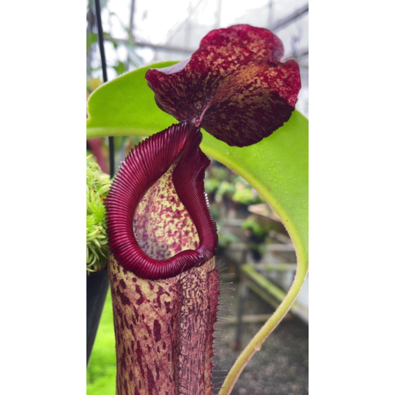 Nepenthes robcantleyI x klossii: BE-4549