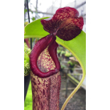 Nepenthes robcantleyI x klossii: BE-4549 - 6313