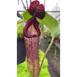Nepenthes robcantleyI x klossii: BE-4549 - 6314