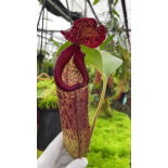 Nepenthes robcantleyI x klossii: BE-4549 - 6315