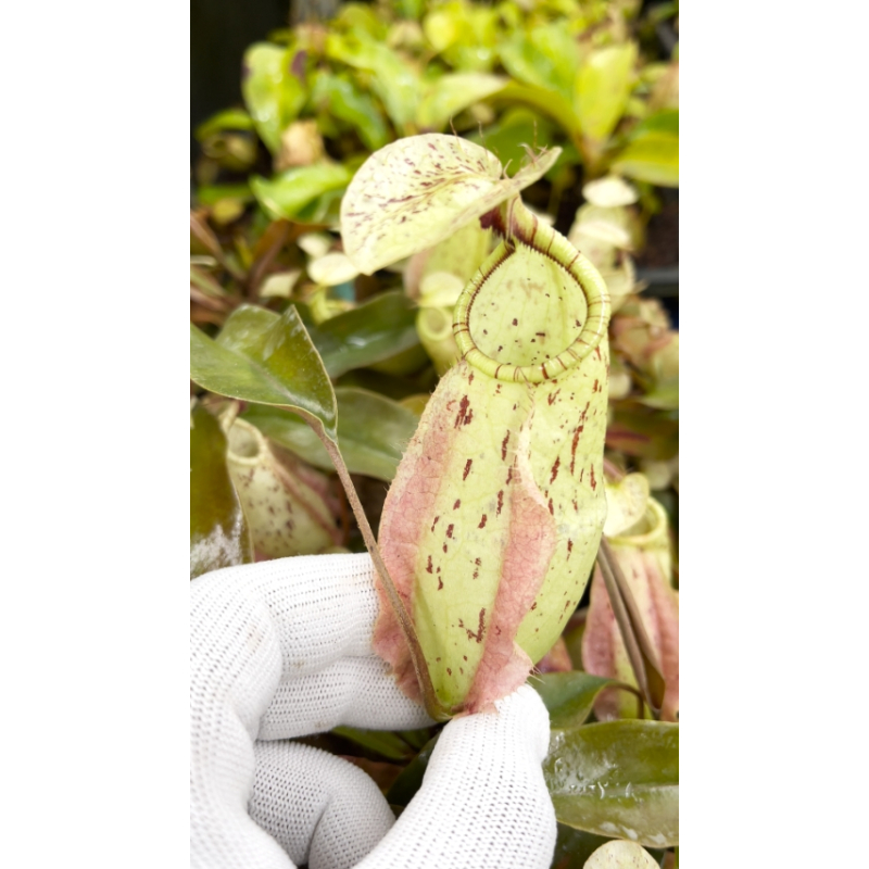 Nepenthes rafflesiana - Brunei light speckled - selected clone: BE-3141