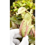 Nepenthes rafflesiana - Brunei light speckled - selected clone: BE-3141 - 6316