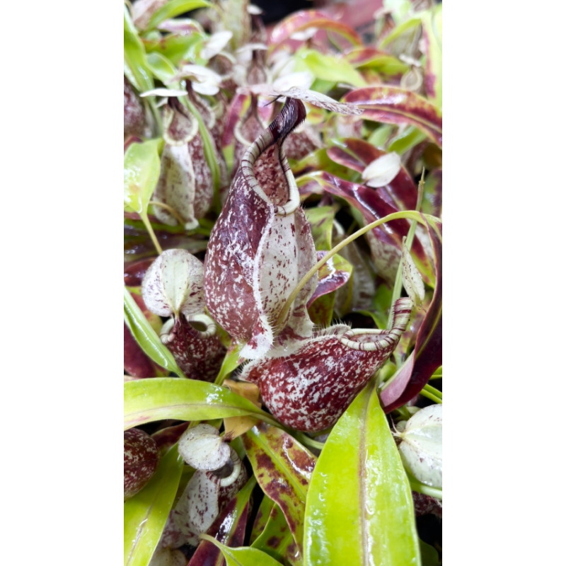 Nepenthes rafflesiana 'Brunei speckled' – clones sélectionnés: BE-3722