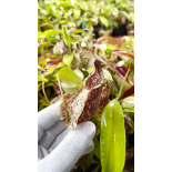Nepenthes rafflesiana 'Brunei speckled' – clones sélectionnés: BE-3722 - 6318