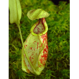Nepenthes rafflesiana 'Brunei speckled' – clones sélectionnés: BE-3722 - 6319