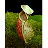 Nepenthes rafflesiana 'Brunei speckled' – clones sélectionnés: BE-3722 - 6320