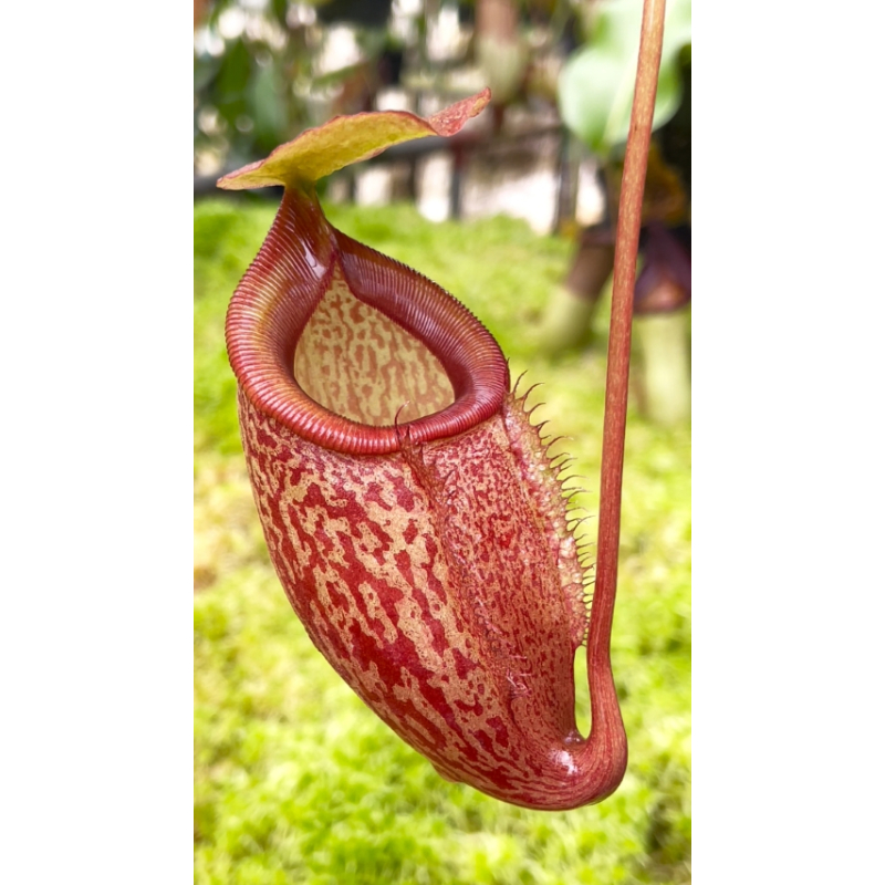 Nepenthes merrilliana x glabrata: BE-3911-Nepenthes intermédiaire