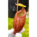 Nepenthes merrilliana x glabrata: BE-3911 - 6322