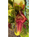 Nepenthes maxima x ‘trusmadiensis’ clones sélectionnés: BE-3709 - 6323