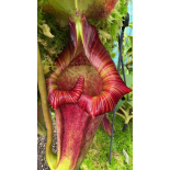 Nepenthes maxima x ‘trusmadiensis’ clones sélectionnés: BE-3709 - 6324
