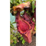 Nepenthes maxima x ‘trusmadiensis’ clones sélectionnés: BE-3709 - 6325