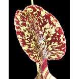 Nepenthes burbidgeae x campanulata – clones assortis: BE-3564 - 6326