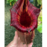 Nepenthes (veitchii x lowii) x (burbidgeae x edwardsiana): BE-3980 - 6327
