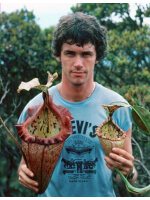 Nepenthes x ‘alisaputrana’ – best selected clone: BE-4657 - 6328