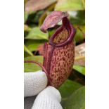 Nepenthes x ‘alisaputrana’ – best selected clone: BE-4657 - 6331