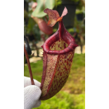 Nepenthes x ‘alisaputrana’ – best selected clone: BE-4657 - 6332