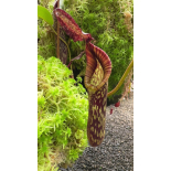 Nepenthes Zakriana  clone sélectionné: BE-3068 - 6334