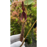 Nepenthes Zakriana  clone sélectionné: BE-3068 - 6335