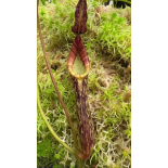 Nepenthes Zakriana  clone sélectionné: BE-3068 - 6336