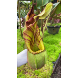 Nepenthes veitchii – Bario Highland  grex 1:  BE-3734 - 6337