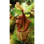 Nepenthes veitchii – Bario Highland  grex 1:  BE-3734 - 6338