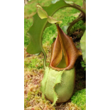 Nepenthes veitchii – Bario Highland  grex 1:  BE-3734 - 6339