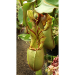 Nepenthes veitchii – Bario Highland  grex 1:  BE-3734 - 6340