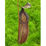Nepenthes talangensis x hamata: BE-4003 - 6342