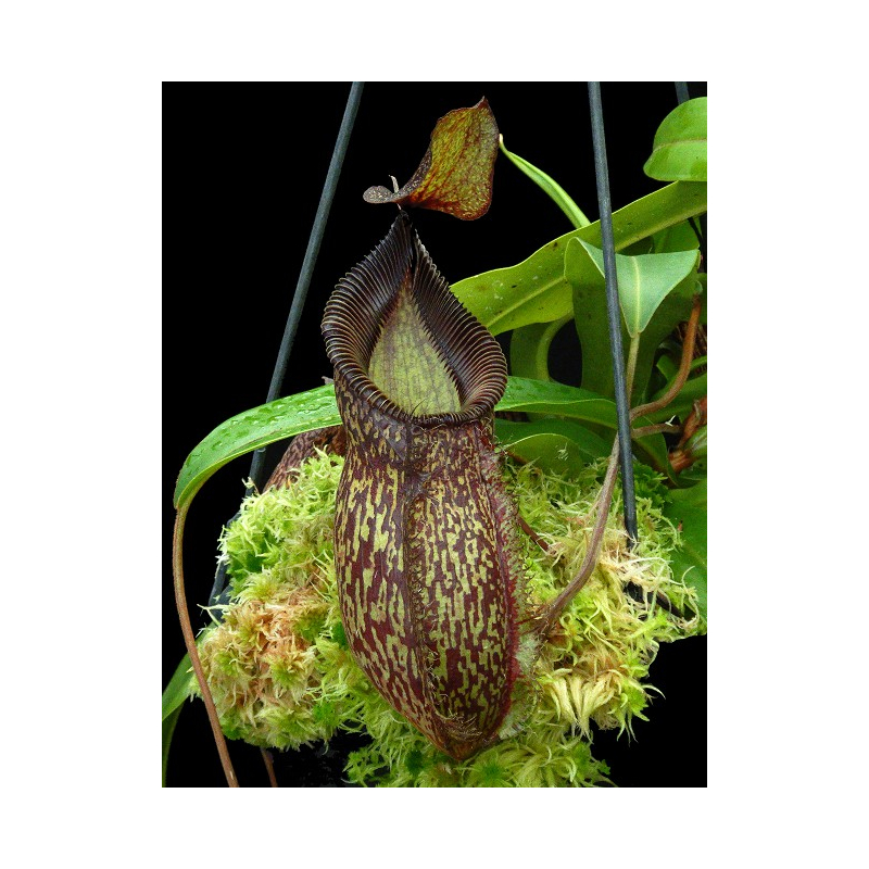 Nepenthes talangensis x hamata: BE-4003