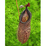 Nepenthes talangensis x hamata: BE-4003 - 6344