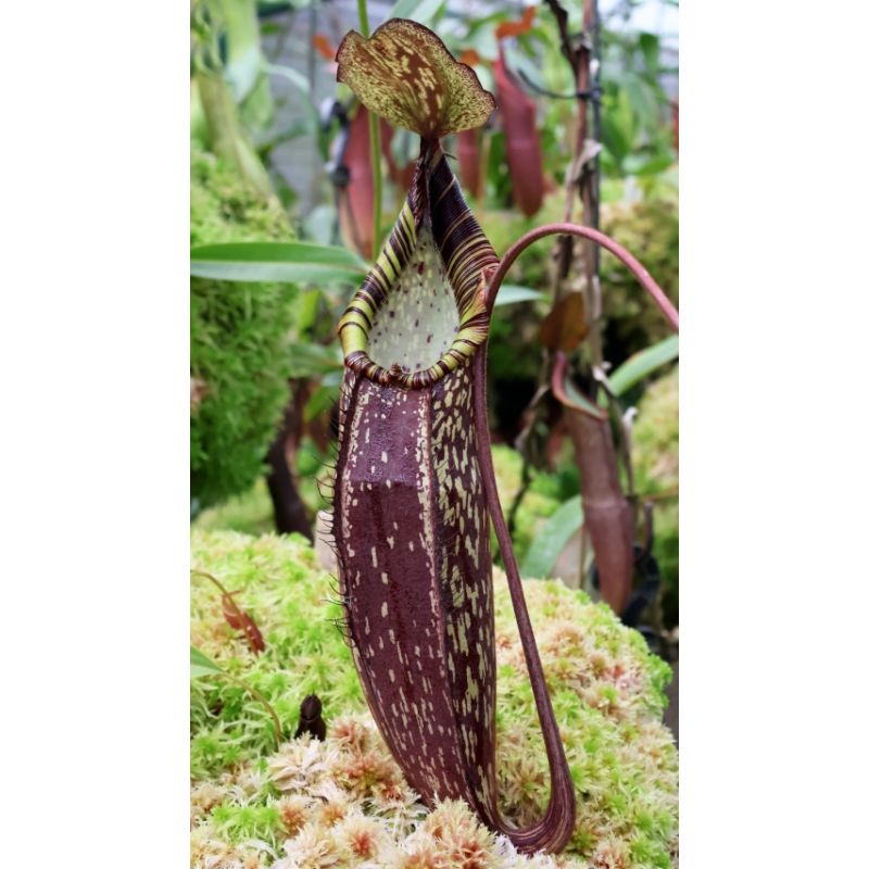 Nepenthes spectabilis – Perkinson Giant: BE-3322
