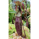 Nepenthes spectabilis – Perkinson Giant: BE-3322 - 6346
