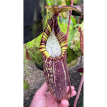 Nepenthes spectabilis – Perkinson Giant: BE-3322 - 6347