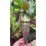 Nepenthes spectabilis – Perkinson Giant: BE-3322 - 6349
