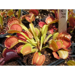 Dionaea 'patch'-Dionaea