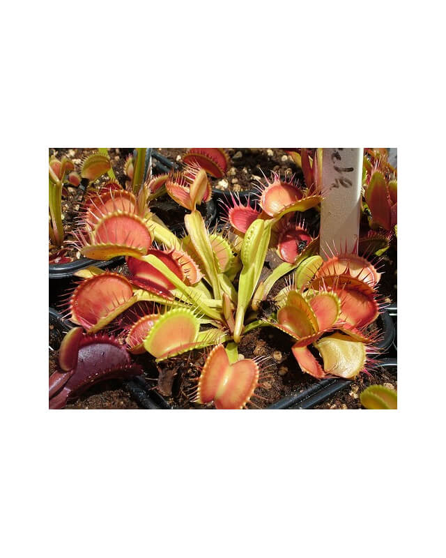 Dionaea 'cross teeth'-Dionaea