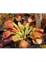 D. muscipula 'cross teeth 1'