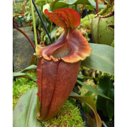 Nepenthes hamata x tenuis: BE-4709-Nepenthes d'altitude