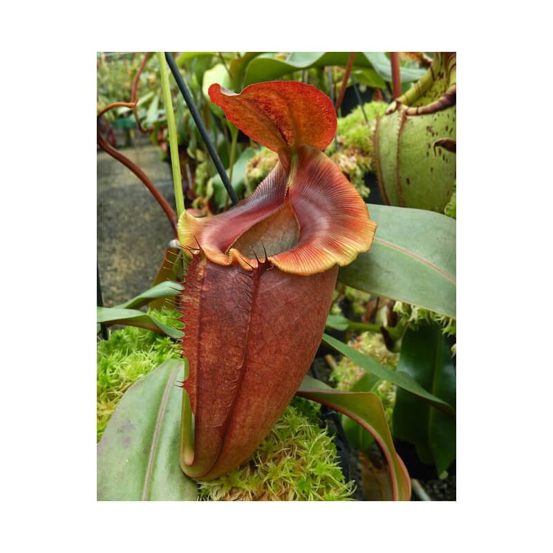 Nepenthes spathulata x tenuis - assorted clones: BE-3981-Nepenthes d'altitude