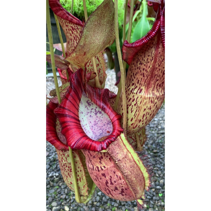 Nepenthes spathulata x spectabilis – assorted clones BE-3314-Nepenthes d'altitude