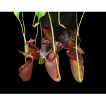 Nepenthes spathulata x jacquelineae: BE-3894 - 6354
