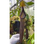 Nepenthes ramispina x robcantleyi best two selected clones: BE-3939 - 6355