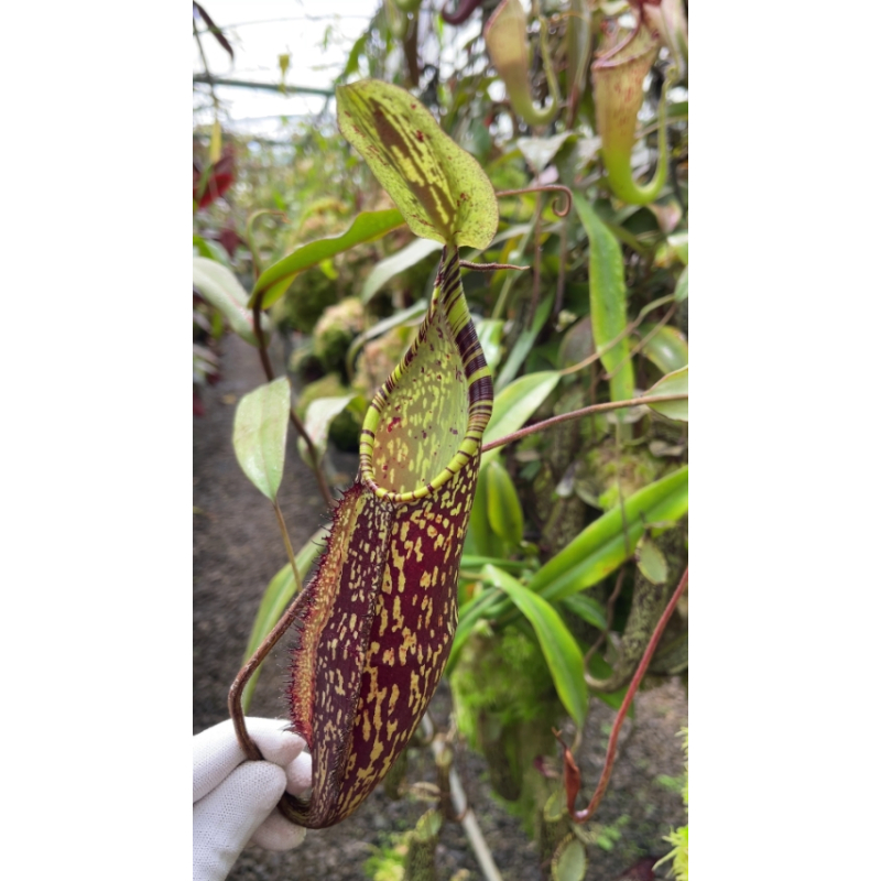 Nepenthes spectabilis ‘Sibuyatan’ – assorted clones: BE-3177